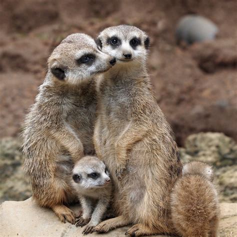 the meerkat family by Fajar Andriyanto / 500px