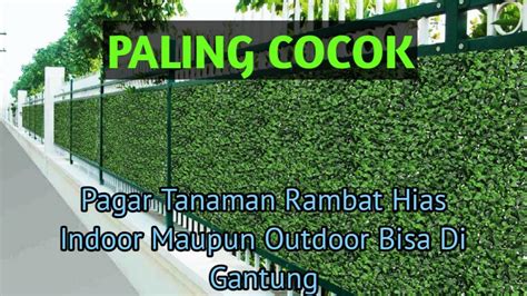 PALING COCOK…!!! Pagar Tanaman Rambat Hias Indoor Maupun Outdoor Bisa ...