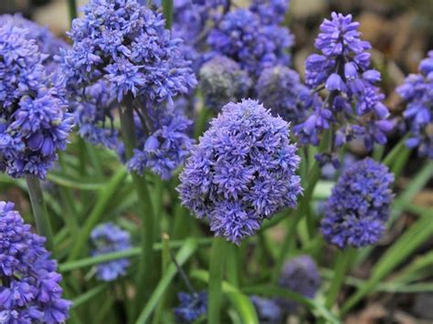 Muscari armeniacum „Blue Spike“