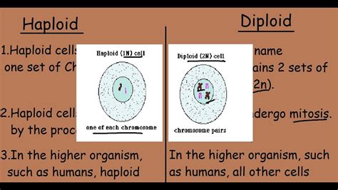 Examples Of Haploid And Diploid Cells