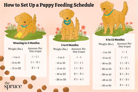 Dog Feeding Schedule Chart