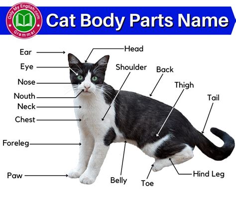 Cat Anatomy: Body Parts Name of Cat