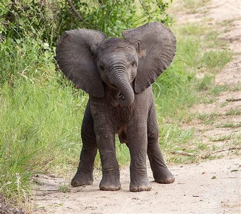 baby elephants | Baby Elephant playing - Kruger National Park - YouTube ...