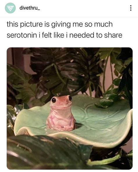 30+ Hoppity Wholesome Frog Memes To Lighten The Mood | Funny couples ...