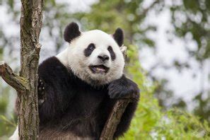 Giant Panda Behavior, What Do They Do, What Do They Eat