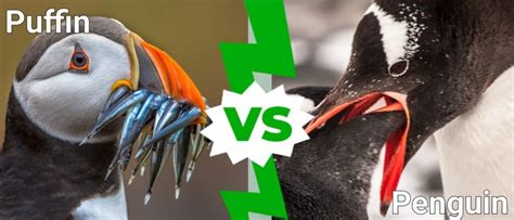 Puffin vs Penguin: What Are the Differences? - A-Z Animals