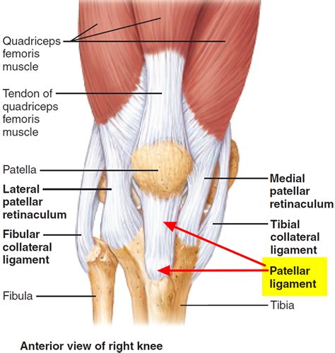 Patellar Tendinitis - Causes, Symptoms, Stretching, Exercises, Treatments