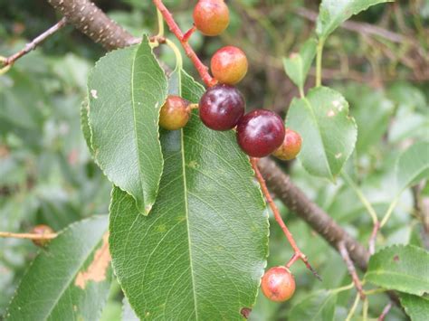 Black Cherry | Wild edibles, Wild food, Wild plants