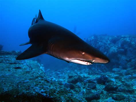 4th Feburary 2016 - Manta Arch perfect habitat for Grey Nurse Sharks ...