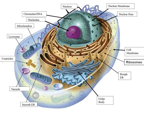 Labeled Diagram Of A Animal Cell