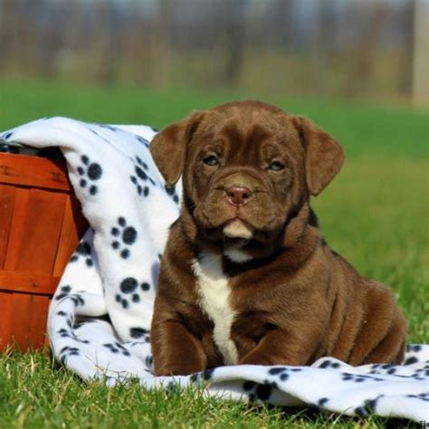 Bullador Puppies For Sale | Greenfield Puppies