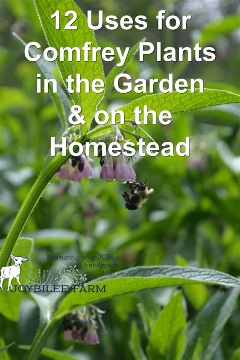 12 Uses for Comfrey Plants in the Garden and Homestead | Comfrey plant ...