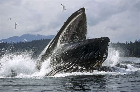 In pictures: Humpback whales feeding in Alaska | Humpback whale, Whale ...