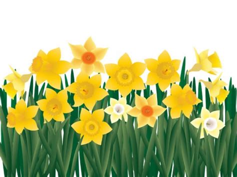 Free Daffodil Cliparts, Download Free Daffodil Cliparts png images ...