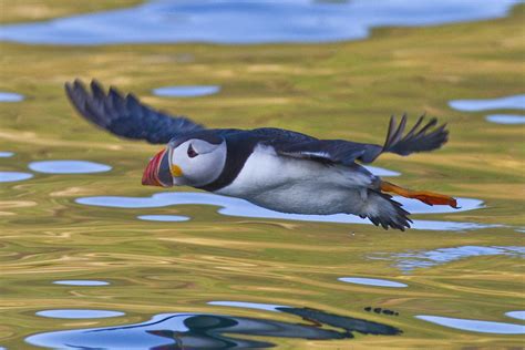 Puffin In Flight Skomer 2012 | Lakes4life | Flickr