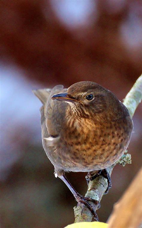 Blackbird , female | Black bird, Pet birds, Female blackbird