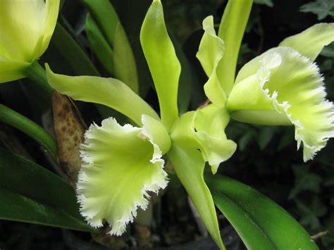 Yellow Green Orchids | Claire H. | Flickr