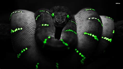 Black Snake Wallpapers Group (78+)