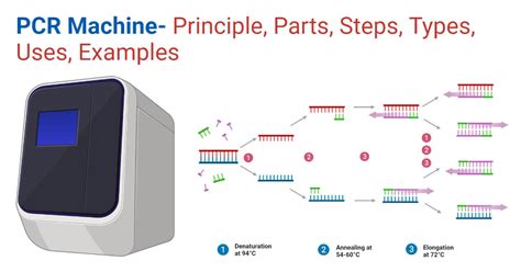 PCR Machine- Principle, Parts, Steps, Types, Uses, Examples