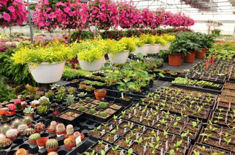 Best Nurseries for Plants Near Me: Find Quality Plants and Expert ...