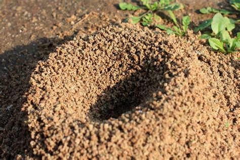 Pavement Ant Facts | Pavement Ant Control | TERRO®