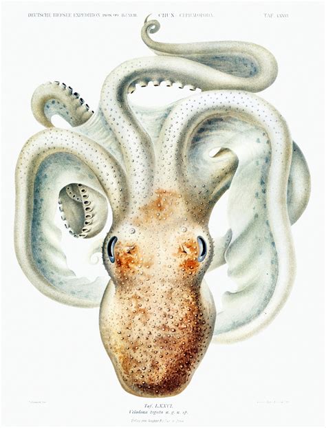 Squid Octopus Vintage Art Free Stock Photo - Public Domain Pictures