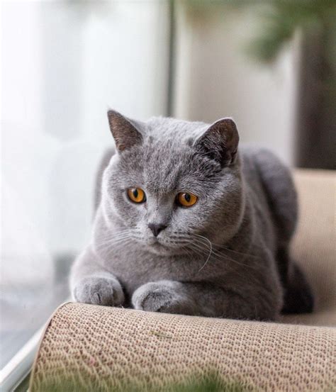 British Shorthair Personality: How Do British Shorthairs Act? | Litter ...