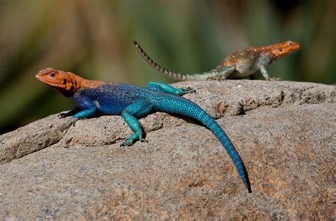 Lizard | San Diego Zoo Animals & Plants