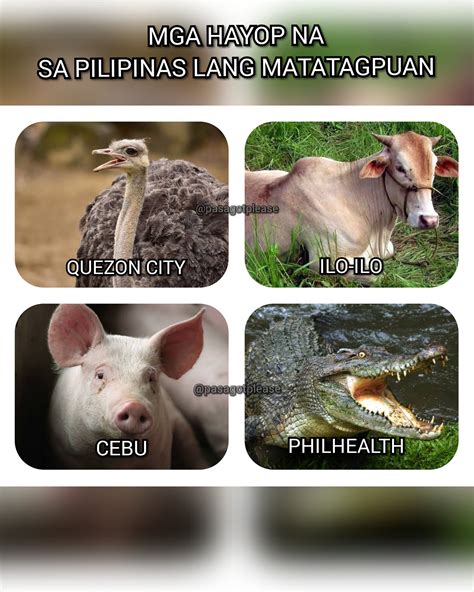 Mga Hayop Sa Pilipinas Lang Makikita