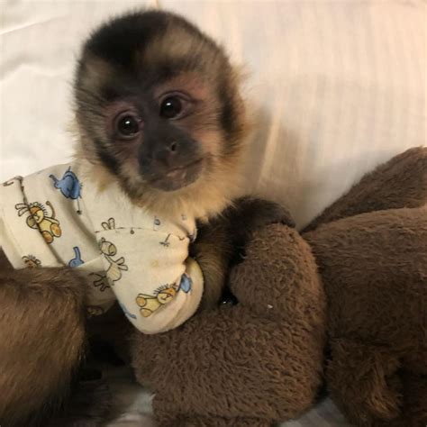 Capuchins Monkey Animals For Sale | Chicago, IL #340977