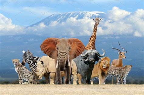 Group of African safari animals toge | High-Quality Animal Stock Photos ...