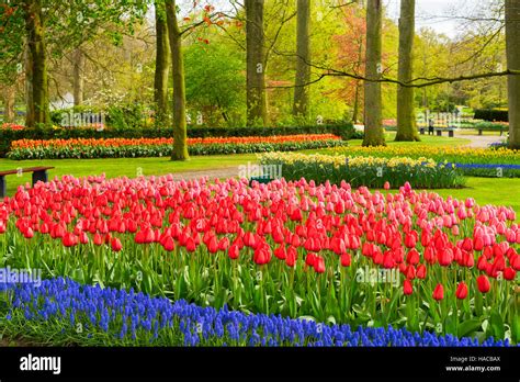 Pink and Red tulips Stock Photo - Alamy