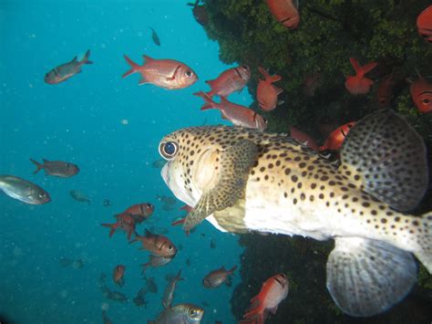 cape verde scuba diving flickr image by F H Mira