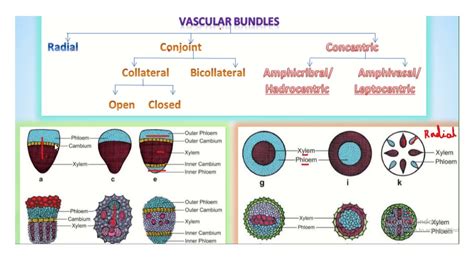 Vascular Bundle Diagram