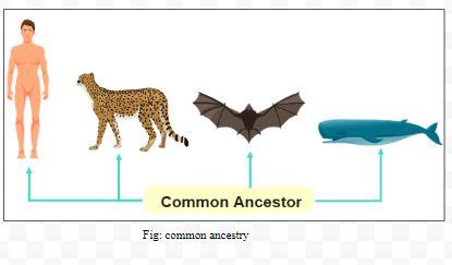 Explain divergent evolution in detail. What is the driving force behind it?