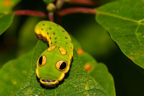 Spicebush Swallowtail Caterpillar (Papilio Troilus) in 2021 | Spicebush ...