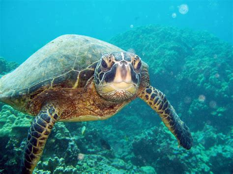 Record-breaking turtle migration exposes limits of marine reserves ...