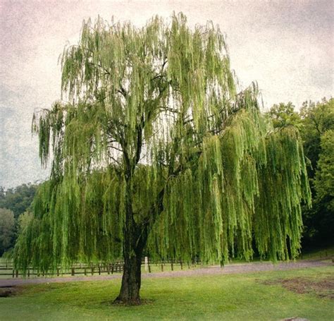 Tree Photography Willow Tree Landscape Photography Tree | Etsy UK