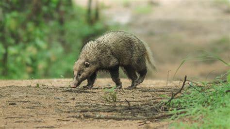 Species Spotlight: The Greater Hog Badger, Cornered by a Hunting-Driven ...