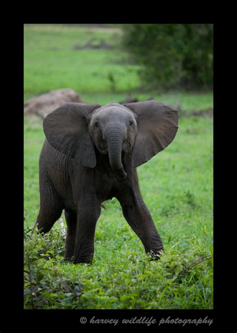 Trumpeting Baby Elephant: Pictures of African elephants in Tanzania ...