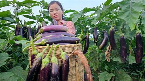 Harvest Eggplant garden Bring to market to sell - Daily Life | Ma Thi ...