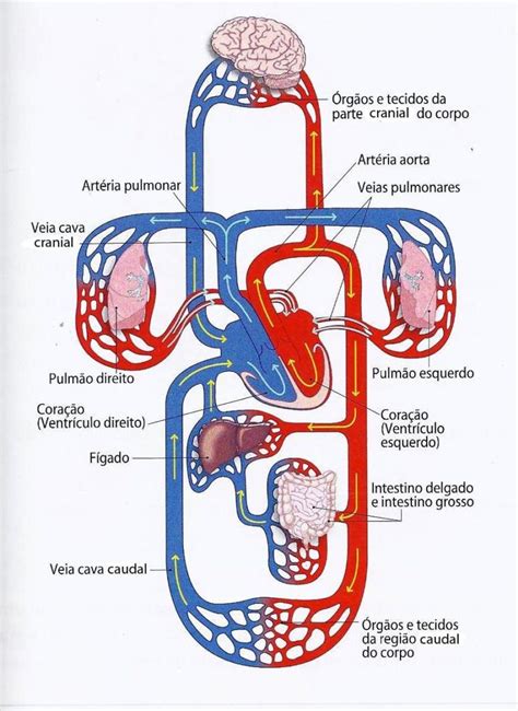 Sistema cardiovascular ¿Qué es y qué significa? ¡Aprender Ahora!