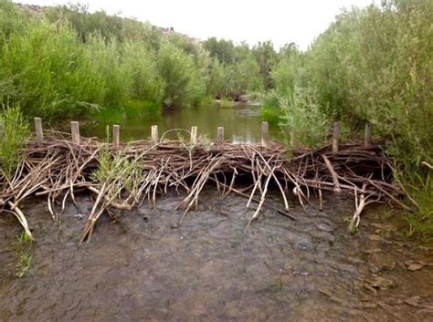 Oregon Beavers Engineer Better Fish Habitat, More Fish | NOAA Fisheries