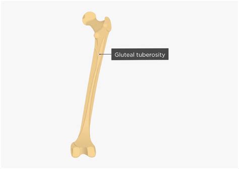 Gluteal Tuberosity - Femur Bone - Gluteal Tuberosity, HD Png Download ...