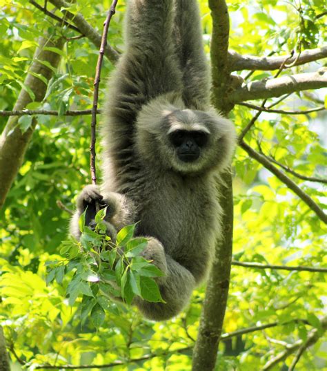 The Silvery Gibbon - Taman Safari Bali