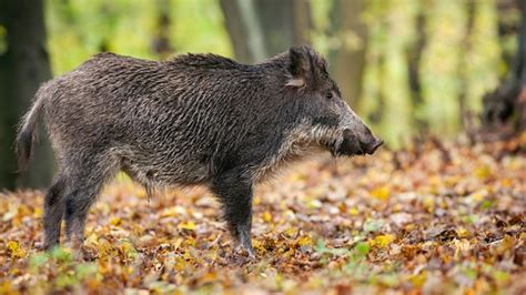 Premium Photo | Male wild boar listening attentively in a woodland