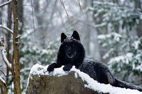 Zephyr - What a great time, photographing these beautiful wolves at the ...