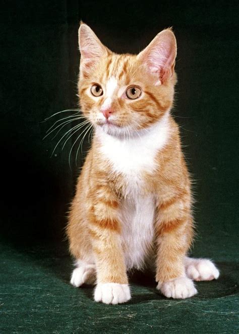 Orange Tabby Kitten Photograph by Larry Allan