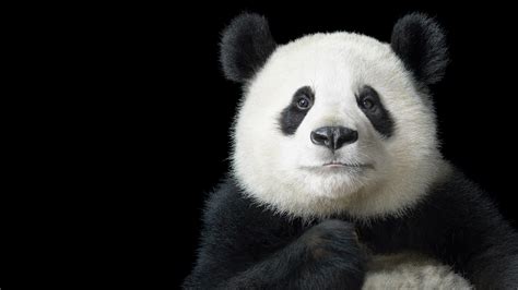 Portrait Cute Panda Wallpaper Hd : Contact cute panda wallpaper on ...