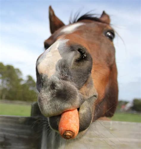 Tuesdays with Tony - Horse Treats - Springhill Equine Veterinary Clinic